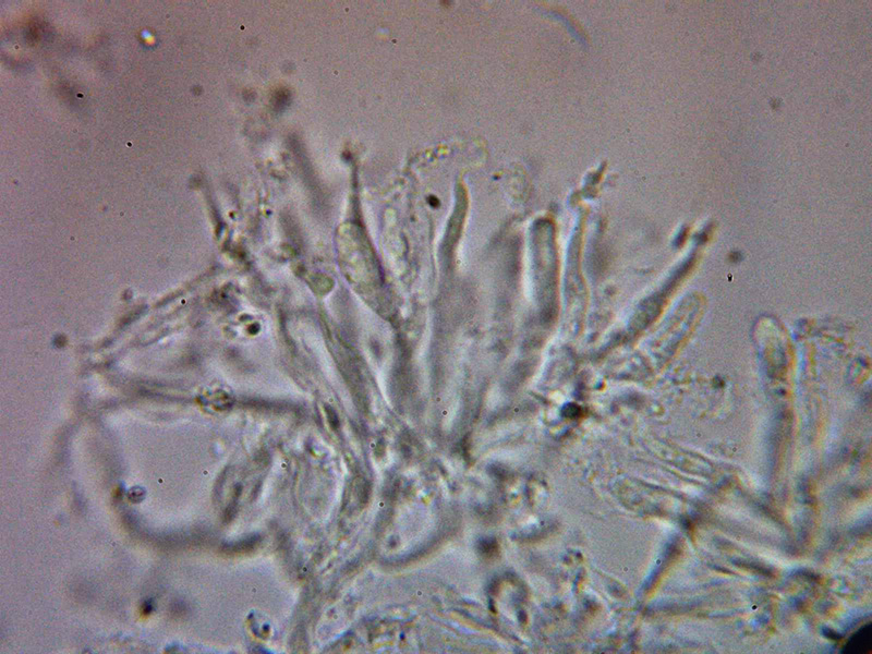 Aiuta con un corticale hydnoide